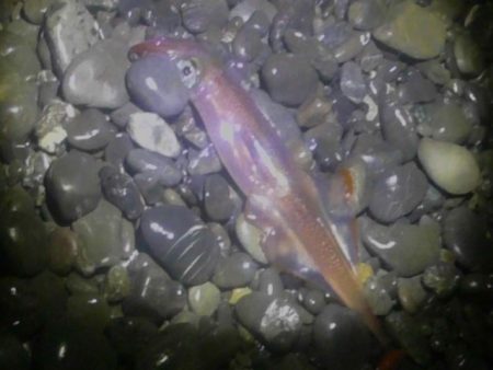 ヤリイカまだまだ釣れます。